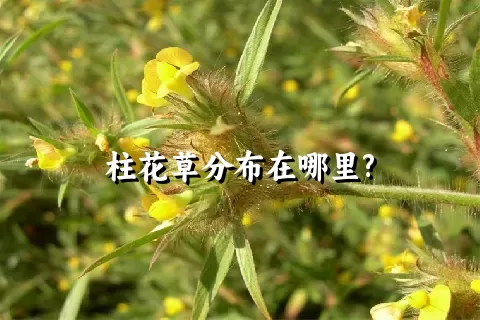 柱花草分布在哪里?