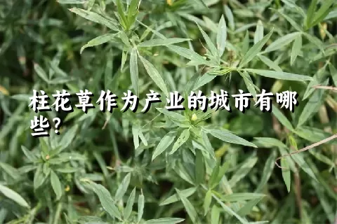 柱花草作为产业的城市有哪些？