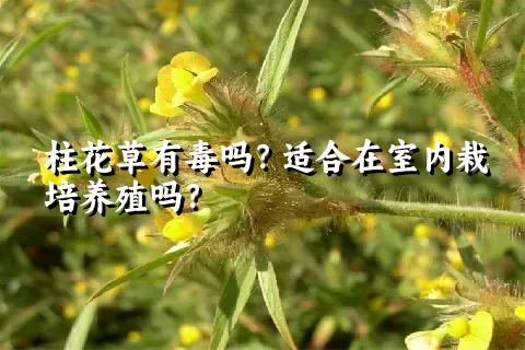 柱花草有毒吗？适合在室内栽培养殖吗？