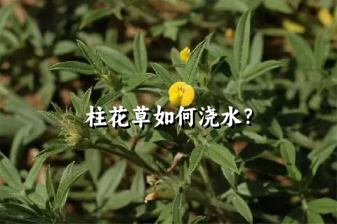 柱花草如何浇水？