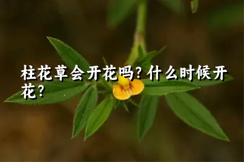 柱花草会开花吗？什么时候开花？