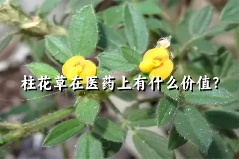 柱花草在医药上有什么价值？