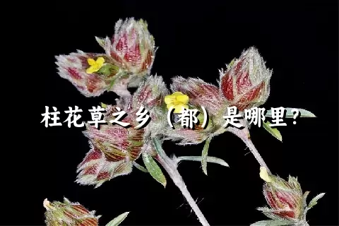 柱花草之乡（都）是哪里？