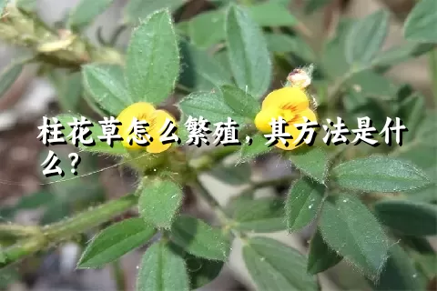 柱花草怎么繁殖，其方法是什么？