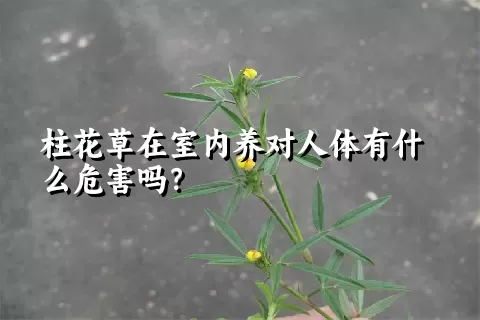 柱花草在室内养对人体有什么危害吗？