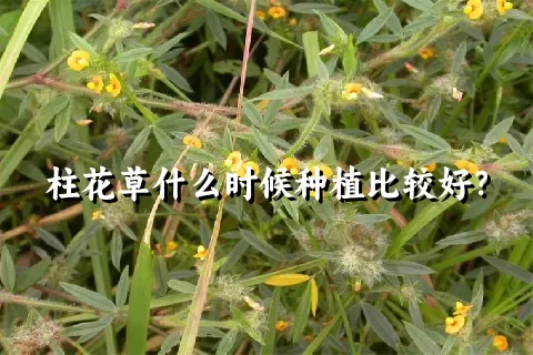 柱花草什么时候种植比较好？