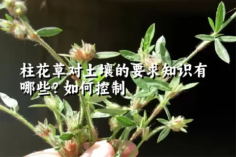 柱花草对土壤的要求知识有哪些？如何控制