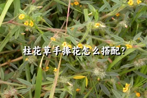 柱花草手捧花怎么搭配？