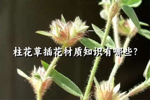 柱花草插花材质知识有哪些？