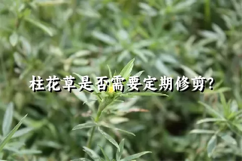 柱花草是否需要定期修剪？