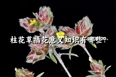 柱花草插花意义知识有哪些？