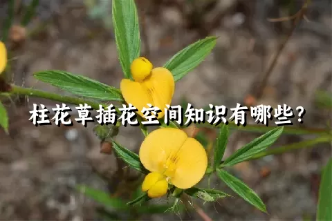 柱花草插花空间知识有哪些？