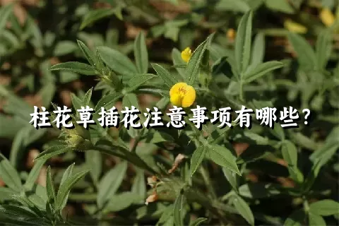 柱花草插花注意事项有哪些？