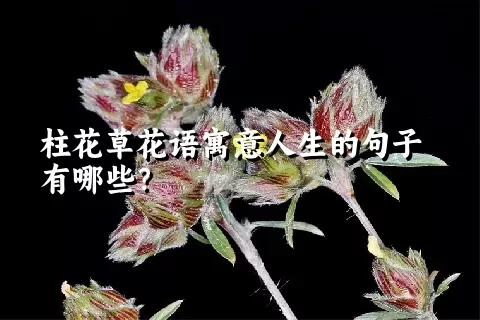 柱花草花语寓意人生的句子有哪些？