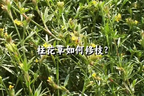 柱花草如何修枝？