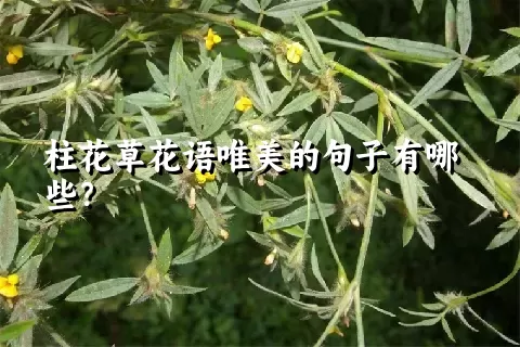 柱花草花语唯美的句子有哪些？