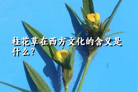 柱花草在西方文化的含义是什么？