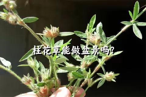 柱花草能做盆景吗？