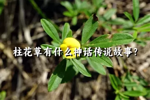 柱花草有什么神话传说故事？