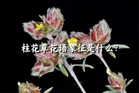 柱花草花语象征是什么？