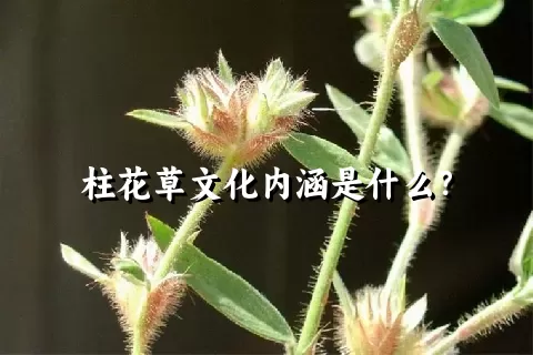 柱花草文化内涵是什么？