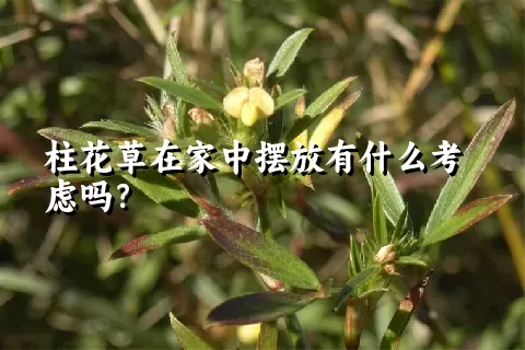 柱花草在家中摆放有什么考虑吗？