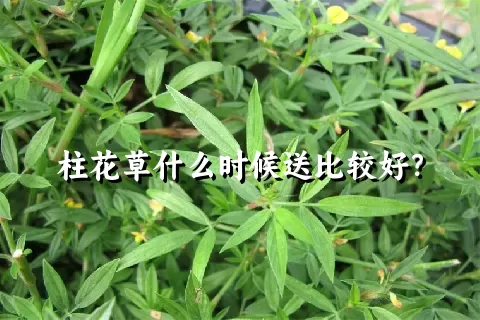 柱花草什么时候送比较好？