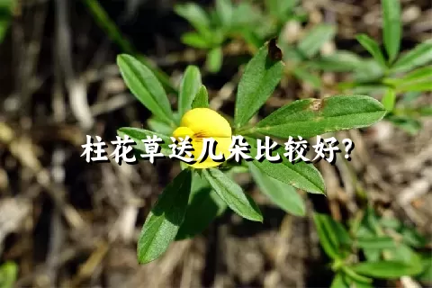 柱花草送几朵比较好？