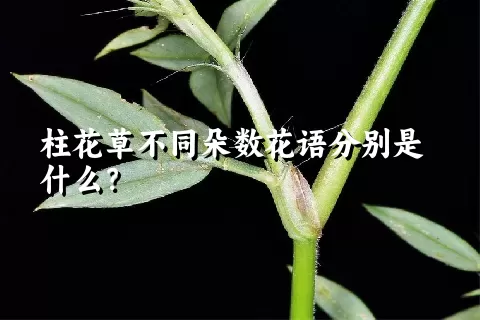 柱花草不同朵数花语分别是什么？