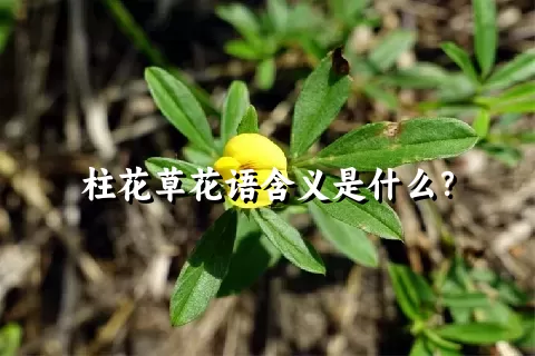 柱花草花语含义是什么？