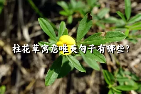 柱花草寓意唯美句子有哪些？