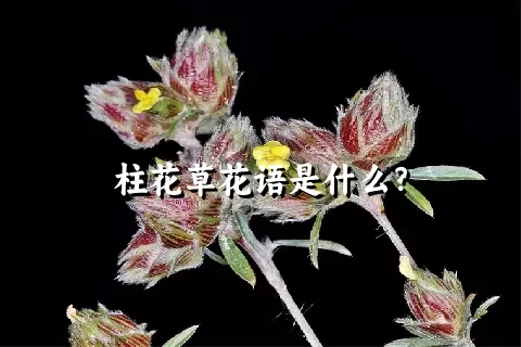 柱花草花语是什么？