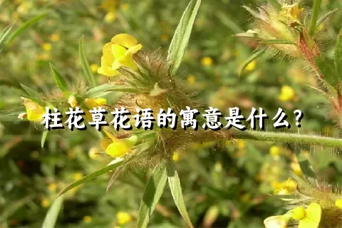 柱花草花语的寓意是什么？