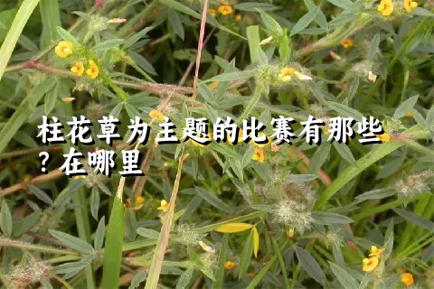 柱花草为主题的比赛有那些？在哪里