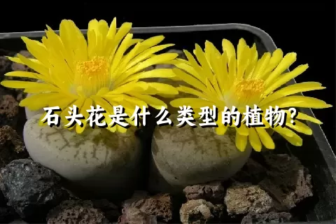 石头花是什么类型的植物？