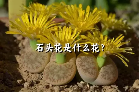 石头花是什么花？