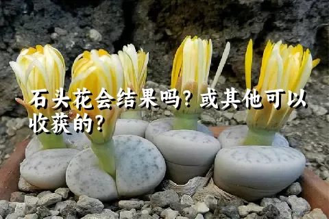 石头花会结果吗？或其他可以收获的？