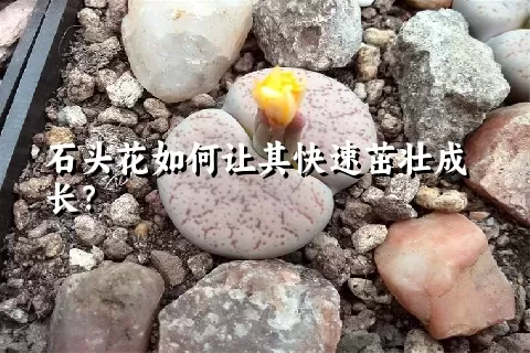 石头花如何让其快速茁壮成长？