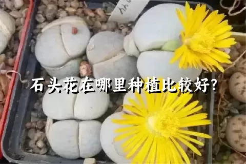 石头花在哪里种植比较好？