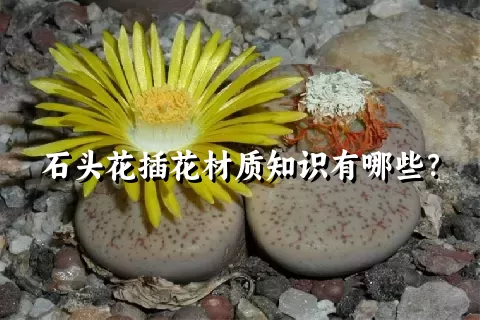 石头花插花材质知识有哪些？