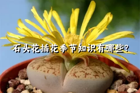 石头花插花季节知识有哪些？