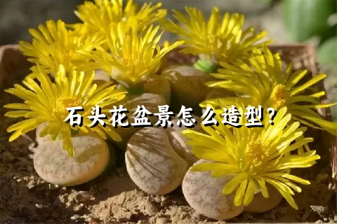 石头花盆景怎么造型？