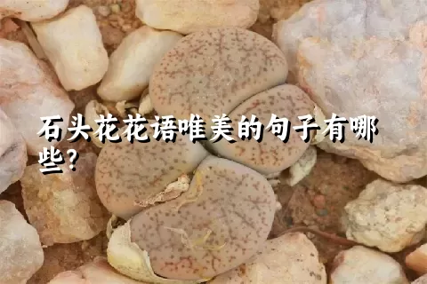 石头花花语唯美的句子有哪些？