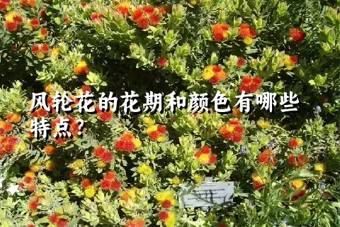 风轮花的花期和颜色有哪些特点？