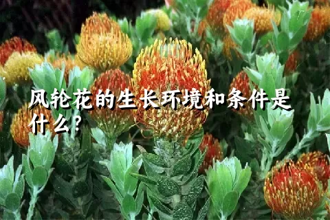 风轮花的生长环境和条件是什么？