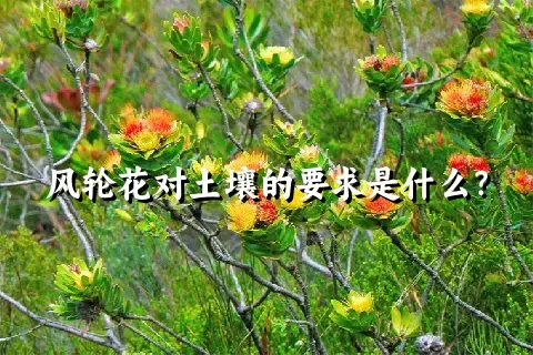 风轮花对土壤的要求是什么？