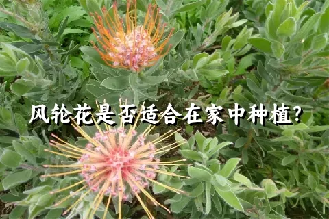 风轮花是否适合在家中种植？