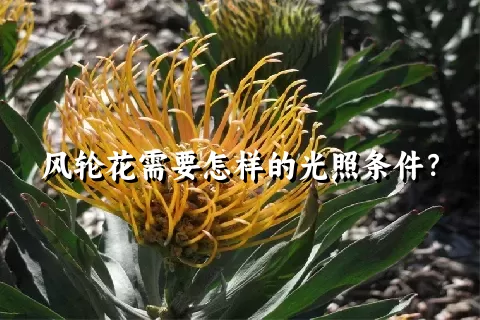 风轮花需要怎样的光照条件？