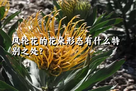 风轮花的花朵形态有什么特别之处？