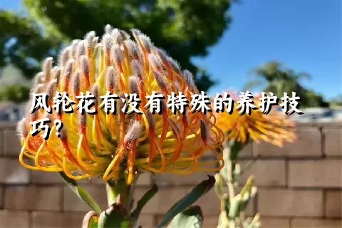 风轮花有没有特殊的养护技巧？